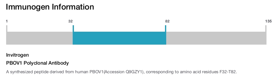 PBOV1 Polyclonal Antibody