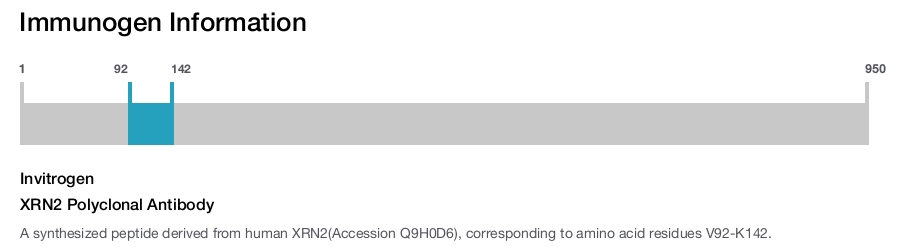 XRN2 Polyclonal Antibody