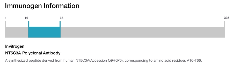 NT5C3A Polyclonal Antibody
