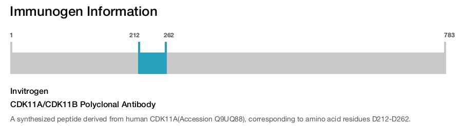 CDK11A/CDK11B Polyclonal Antibody
