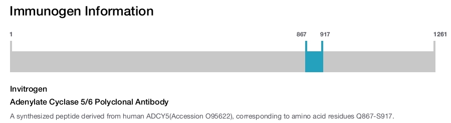 Adenylate Cyclase 5/6 Polyclonal Antibody