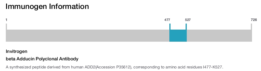 beta Adducin Polyclonal Antibody