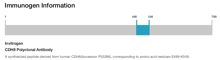 CDH8 Polyclonal Antibody