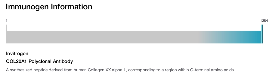 COL20A1 Polyclonal Antibody