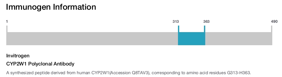 CYP2W1 Polyclonal Antibody