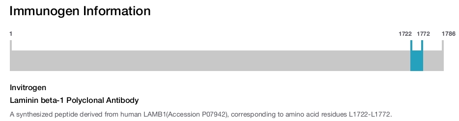 Laminin beta-1 Polyclonal Antibody