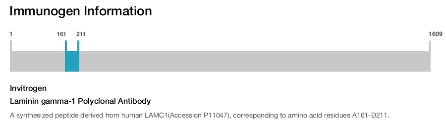 Laminin gamma-1 Polyclonal Antibody