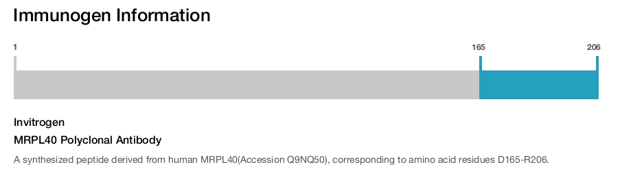 MRPL40 Polyclonal Antibody