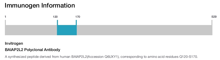 BAIAP2L2 Polyclonal Antibody