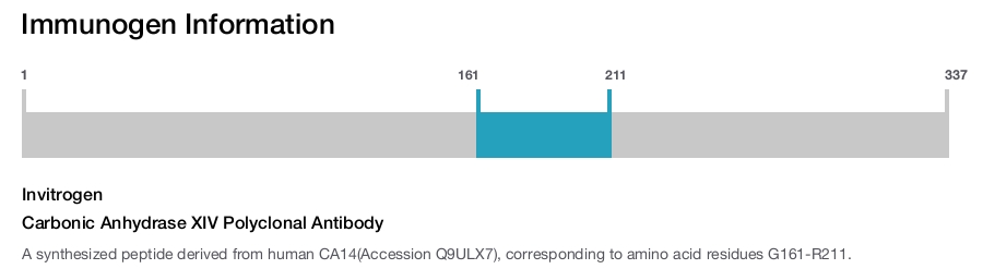 Carbonic Anhydrase XIV Polyclonal Antibody