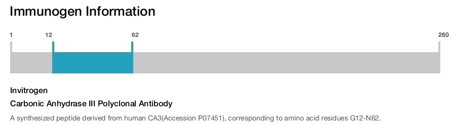 Carbonic Anhydrase III Polyclonal Antibody