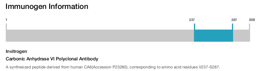 Carbonic Anhydrase VI Polyclonal Antibody