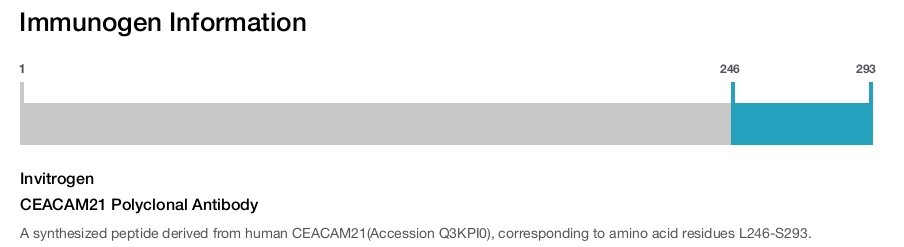 CEACAM21 Polyclonal Antibody