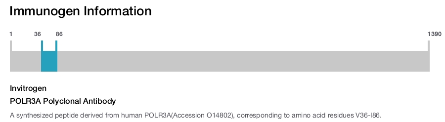 POLR3A Polyclonal Antibody