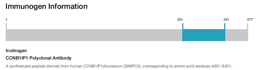 CCNB1IP1 Polyclonal Antibody