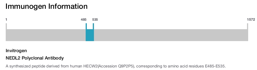 NEDL2 Polyclonal Antibody