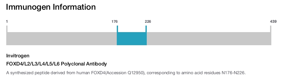 FOXD4/L2/L3/L4/L5/L6 Polyclonal Antibody