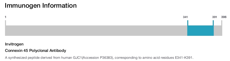 Connexin 45 Polyclonal Antibody