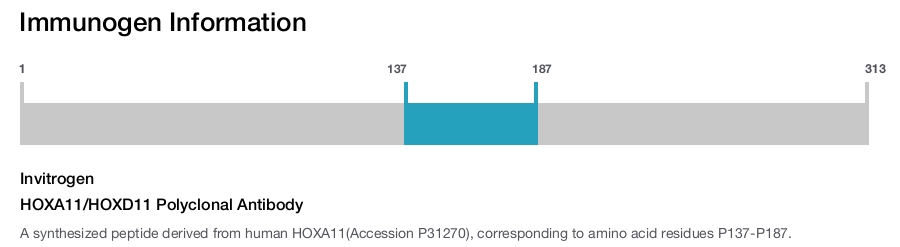 HOXA11/HOXD11 Polyclonal Antibody