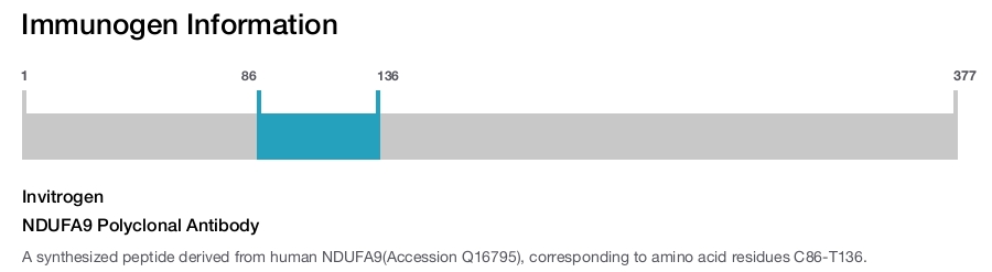 NDUFA9 Polyclonal Antibody