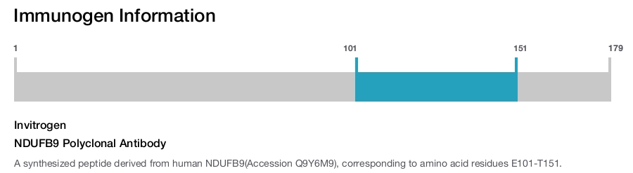 NDUFB9 Polyclonal Antibody