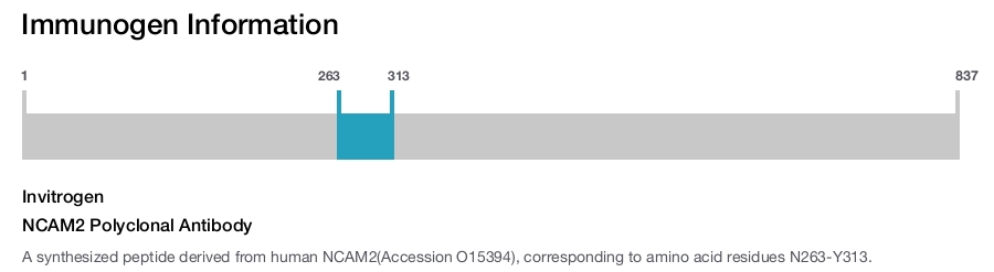 NCAM2 Polyclonal Antibody