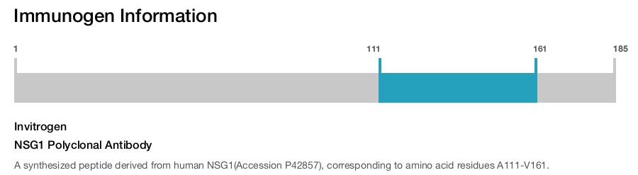 NSG1 Polyclonal Antibody