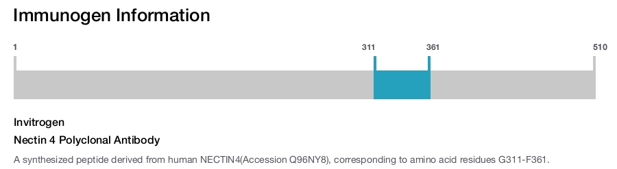 Nectin 4 Polyclonal Antibody