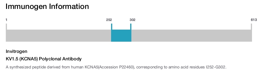 KV1.5 (KCNA5) Polyclonal Antibody