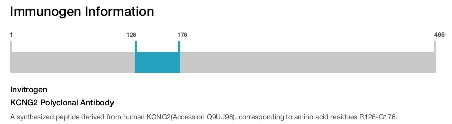 KCNG2 Polyclonal Antibody