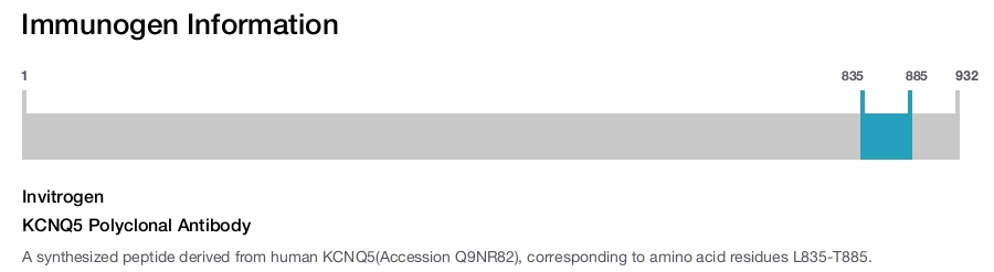 KCNQ5 Polyclonal Antibody