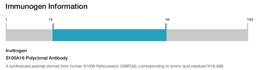 S100A16 Polyclonal Antibody