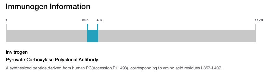 Pyruvate Carboxylase Polyclonal Antibody