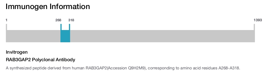 RAB3GAP2 Polyclonal Antibody