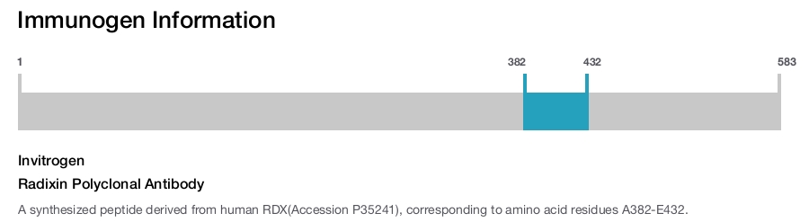 Radixin Polyclonal Antibody