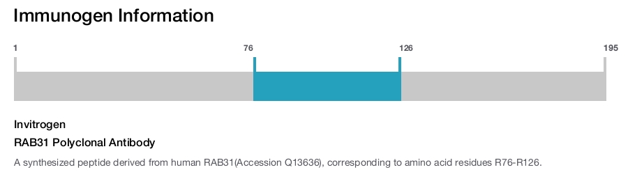 RAB31 Polyclonal Antibody