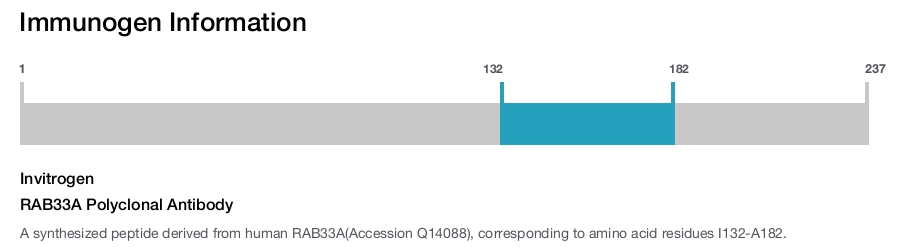RAB33A Polyclonal Antibody