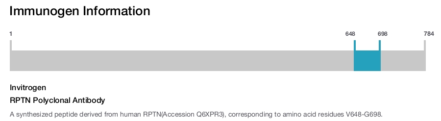 RPTN Polyclonal Antibody
