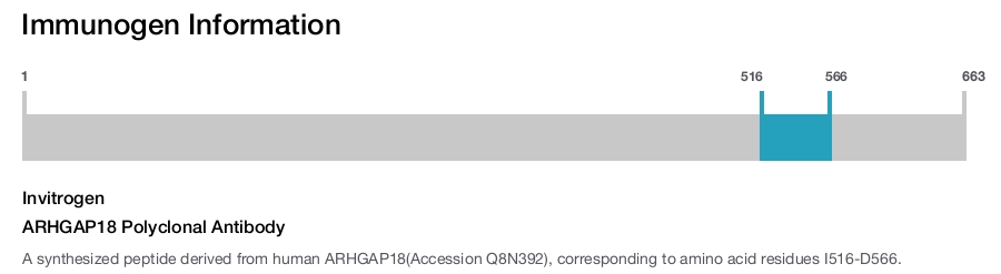 ARHGAP18 Polyclonal Antibody