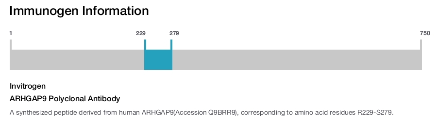 ARHGAP9 Polyclonal Antibody