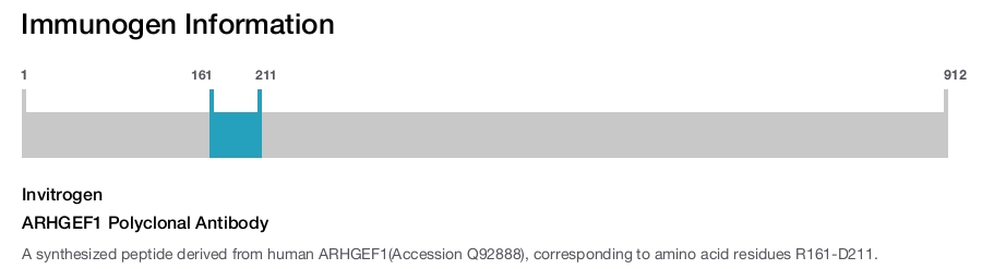 ARHGEF1 Polyclonal Antibody