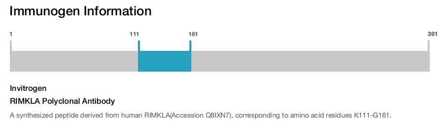 RIMKLA Polyclonal Antibody