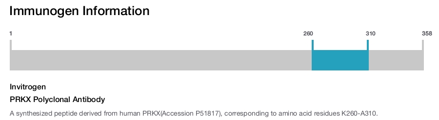 PRKX Polyclonal Antibody