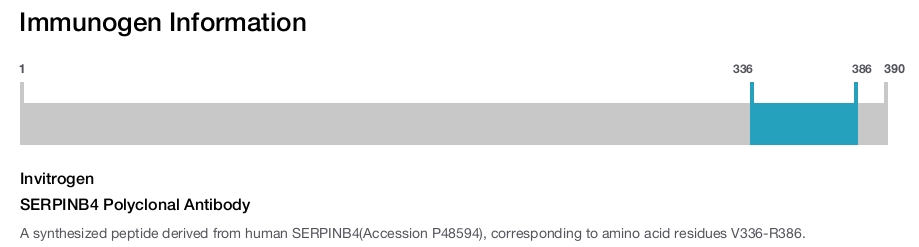 SERPINB4 Polyclonal Antibody