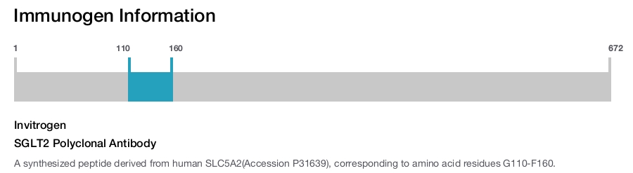 SGLT2 Polyclonal Antibody