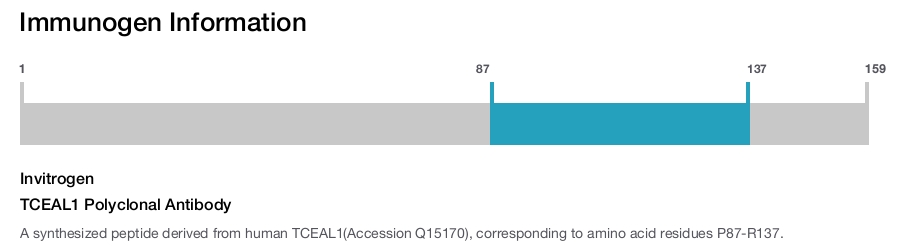 TCEAL1 Polyclonal Antibody