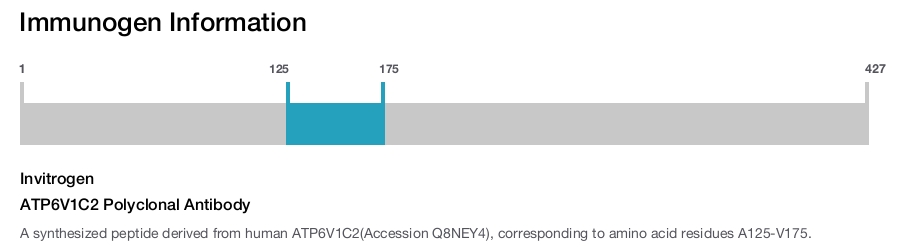 ATP6V1C2 Polyclonal Antibody