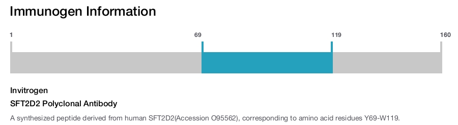 SFT2D2 Polyclonal Antibody
