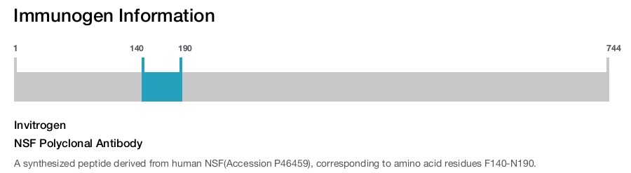 NSF Polyclonal Antibody