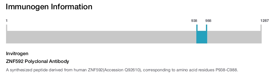 ZNF592 Polyclonal Antibody